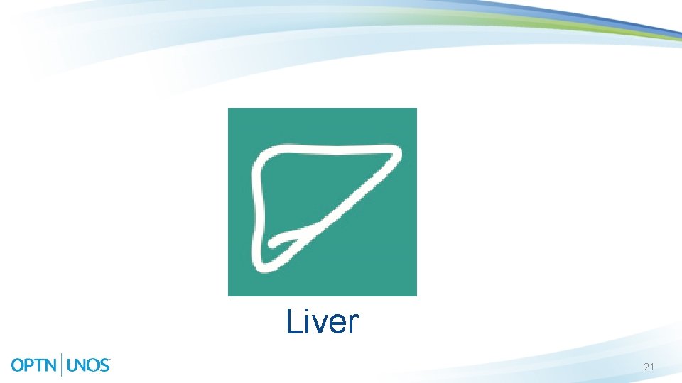 Liver 21 