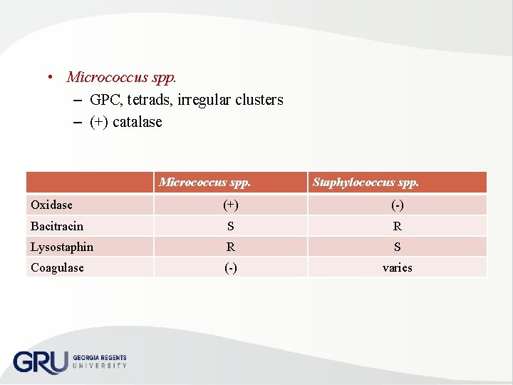  • Micrococcus spp. – GPC, tetrads, irregular clusters – (+) catalase Micrococcus spp.