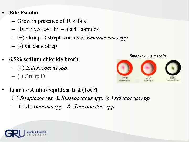  • Bile Esculin – Grow in presence of 40% bile – Hydrolyze esculin