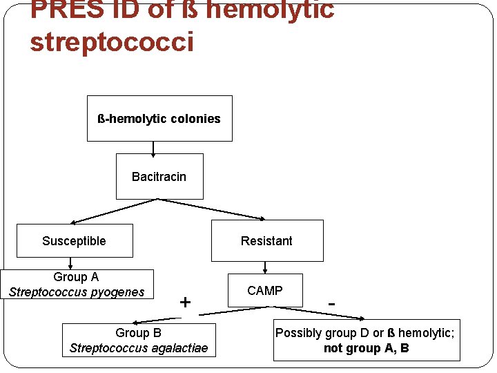 PRES ID of ß hemolytic streptococci ß-hemolytic colonies Bacitracin Susceptible Resistant Group A Streptococcus