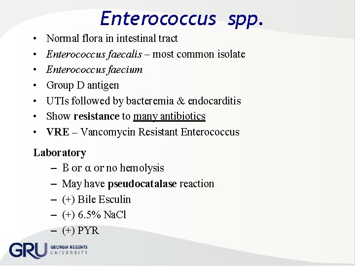 Enterococcus spp. • • Normal flora in intestinal tract Enterococcus faecalis – most common