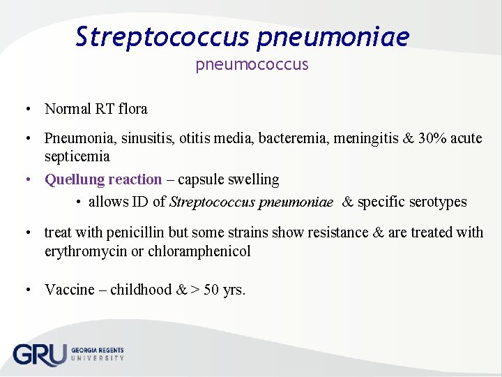 Streptococcus pneumoniae pneumococcus • Normal RT flora • Pneumonia, sinusitis, otitis media, bacteremia, meningitis