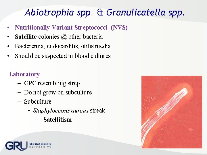 Abiotrophia spp. & Granulicatella spp. • Nutritionally Variant Streptococci (NVS) • Satellite colonies @