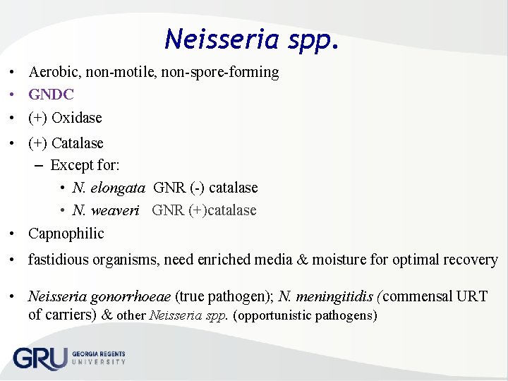 Neisseria spp. • Aerobic, non motile, non spore forming • GNDC • (+) Oxidase