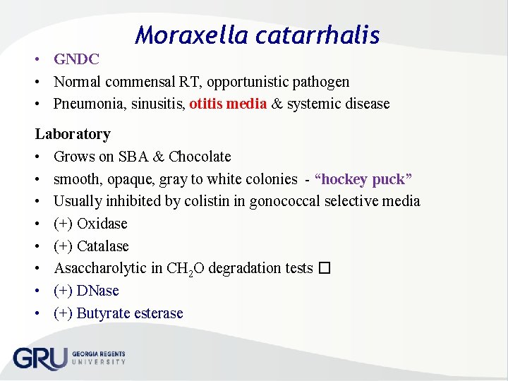  Moraxella catarrhalis • GNDC • Normal commensal RT, opportunistic pathogen • Pneumonia, sinusitis,