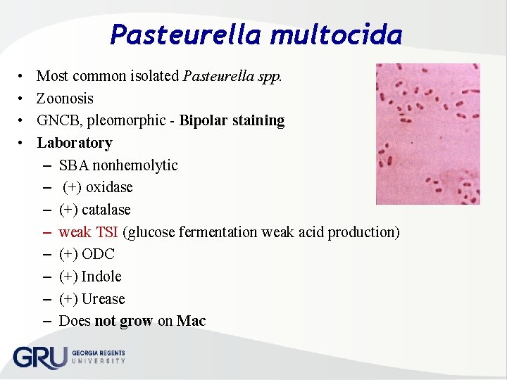 Pasteurella multocida • • Most common isolated Pasteurella spp. Zoonosis GNCB, pleomorphic Bipolar staining