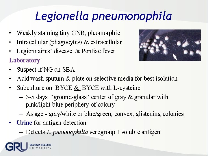 Legionella pneumonophila • Weakly staining tiny GNR, pleomorphic • Intracellular (phagocytes) & extracellular •