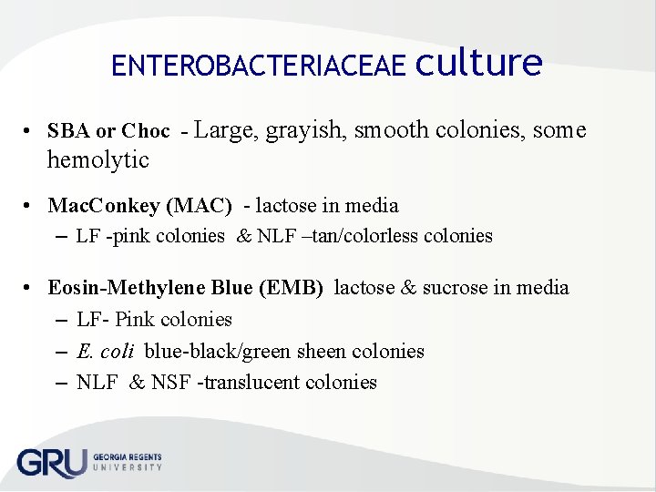 ENTEROBACTERIACEAE culture • SBA or Choc - Large, grayish, smooth colonies, some hemolytic •