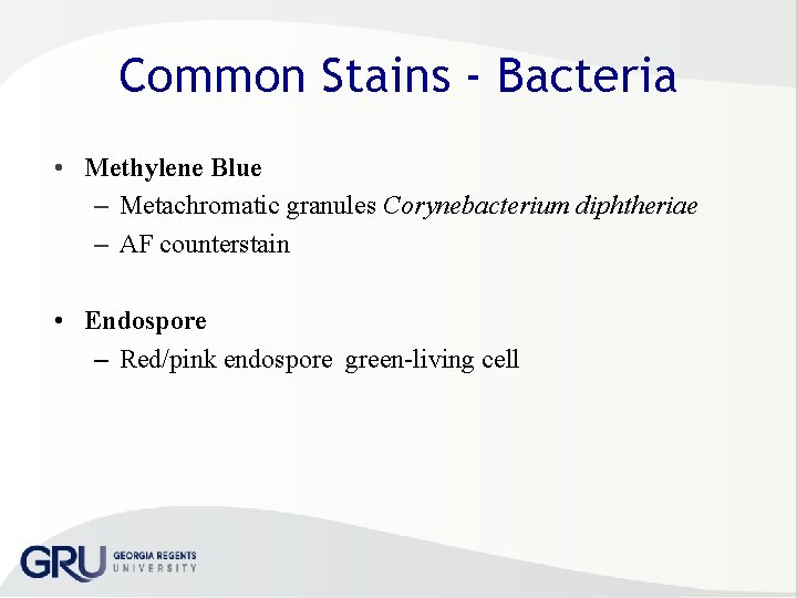Common Stains - Bacteria • Methylene Blue – Metachromatic granules Corynebacterium diphtheriae – AF