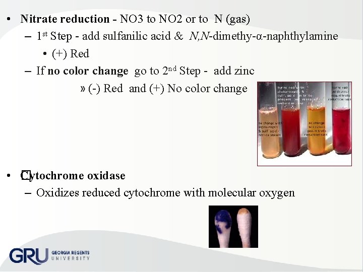  • Nitrate reduction - NO 3 to NO 2 or to N (gas)