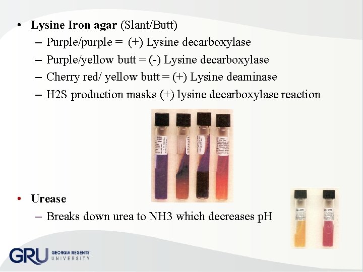  • Lysine Iron agar (Slant/Butt) – Purple/purple = (+) Lysine decarboxylase – Purple/yellow
