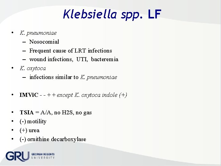 Klebsiella spp. LF • K. pneumoniae – Nosocomial – Frequent cause of LRT infections
