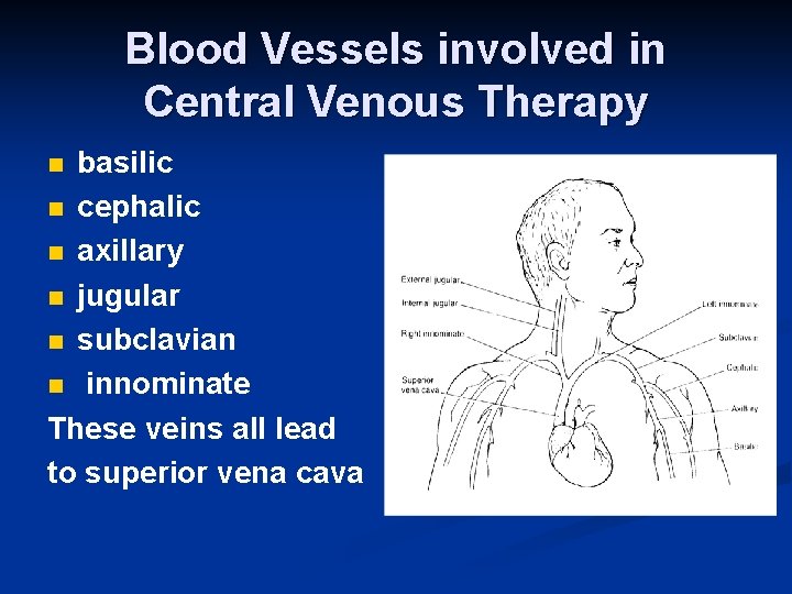 Blood Vessels involved in Central Venous Therapy basilic n cephalic n axillary n jugular