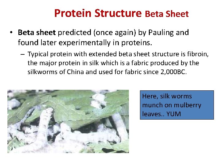 Protein Structure Beta Sheet • Beta sheet predicted (once again) by Pauling and found