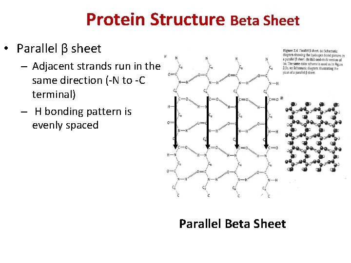 Protein Structure Beta Sheet • Parallel β sheet – Adjacent strands run in the