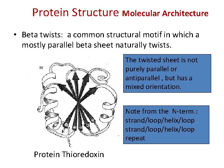 Protein Structure Molecular Architecture • Beta twists: a common structural motif in which a