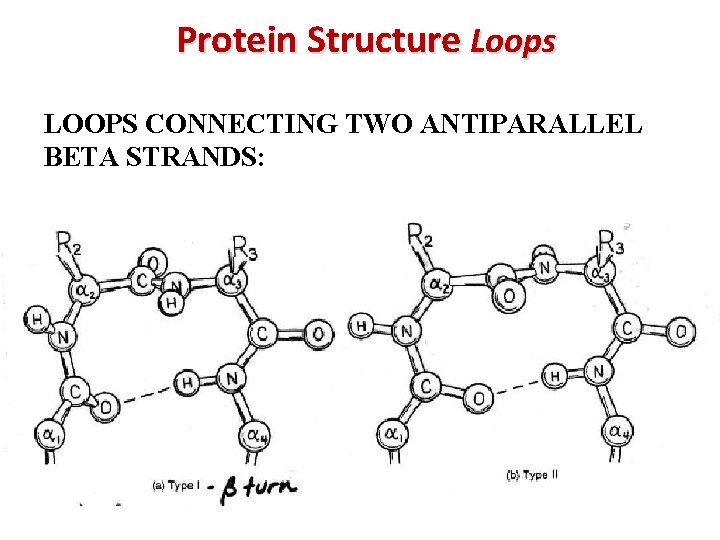 Protein Structure Loops LOOPS CONNECTING TWO ANTIPARALLEL BETA STRANDS: 