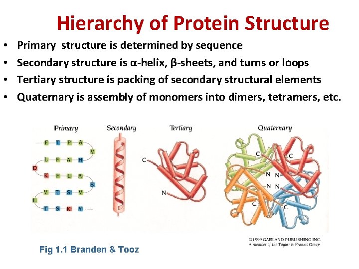 Hierarchy of Protein Structure • • Primary structure is determined by sequence Secondary structure