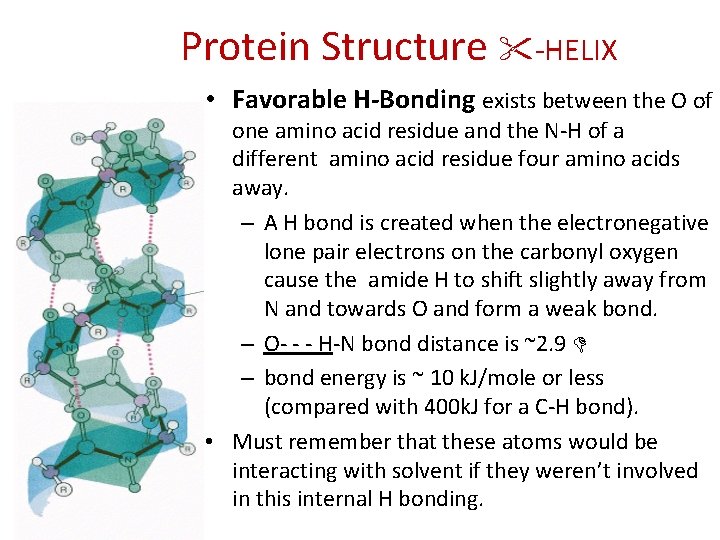 Protein Structure "-HELIX • Favorable H-Bonding exists between the O of one amino acid