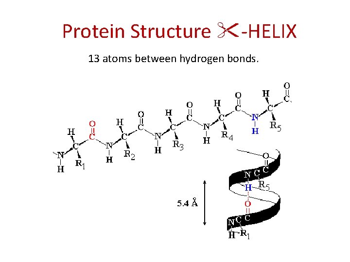 Protein Structure "-HELIX 13 atoms between hydrogen bonds. Xxxxxxxx 