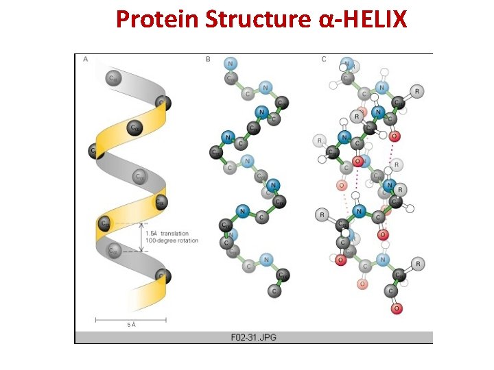 Protein Structure α-HELIX 