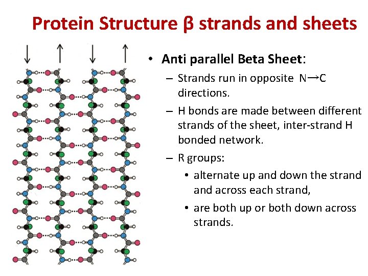 Protein Structure β strands and sheets • Anti parallel Beta Sheet: – Strands run