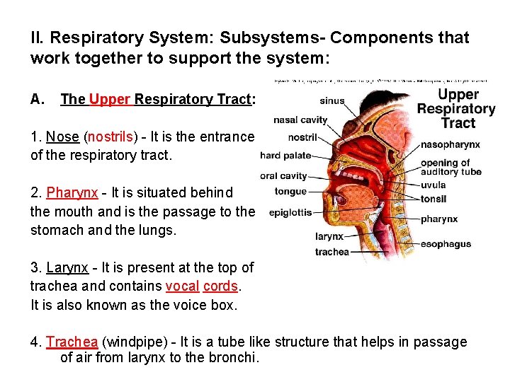 II. Respiratory System: Subsystems- Components that work together to support the system: A. The