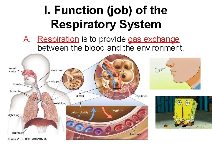 describe the function job of the respiratory system