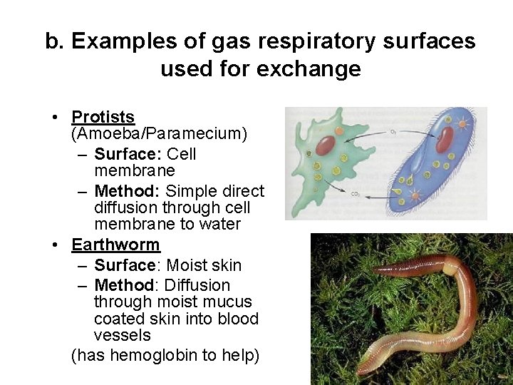 b. Examples of gas respiratory surfaces used for exchange • Protists (Amoeba/Paramecium) – Surface: