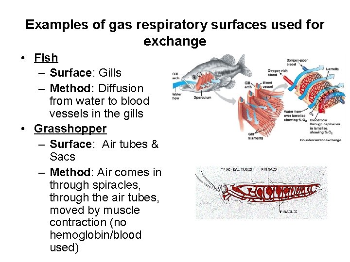 Examples of gas respiratory surfaces used for exchange • Fish – Surface: Gills –