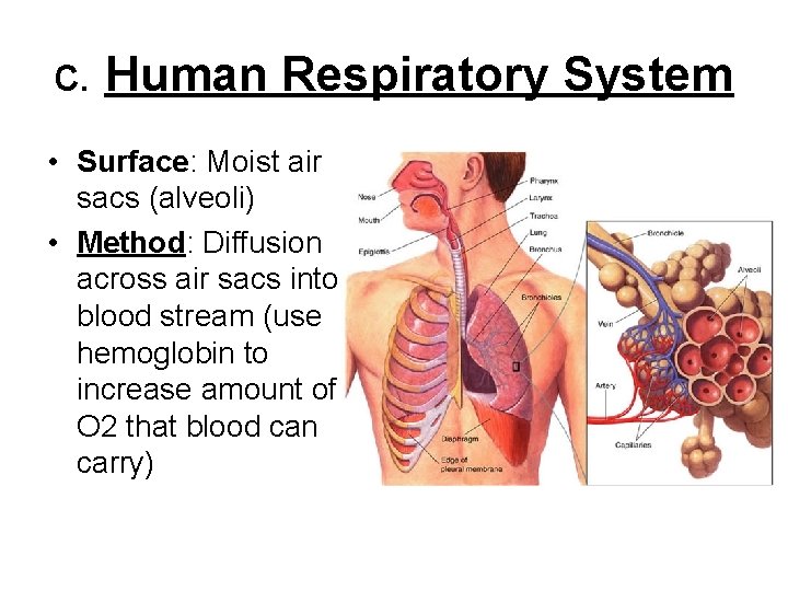 c. Human Respiratory System • Surface: Moist air sacs (alveoli) • Method: Diffusion across