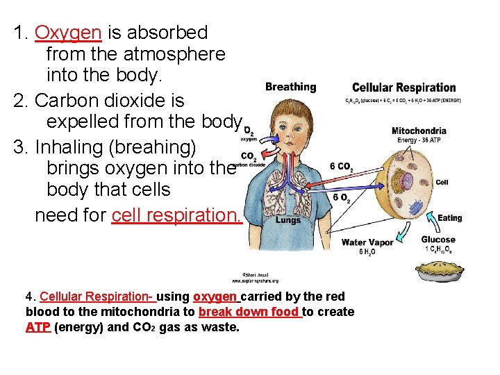 1. Oxygen is absorbed from the atmosphere into the body. 2. Carbon dioxide is