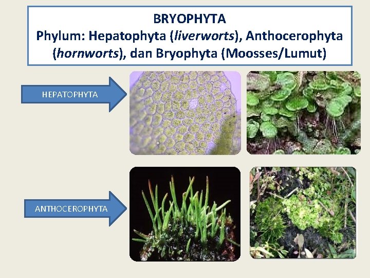 BRYOPHYTA Phylum: Hepatophyta (liverworts), Anthocerophyta (hornworts), dan Bryophyta (Moosses/Lumut) HEPATOPHYTA ANTHOCEROPHYTA 