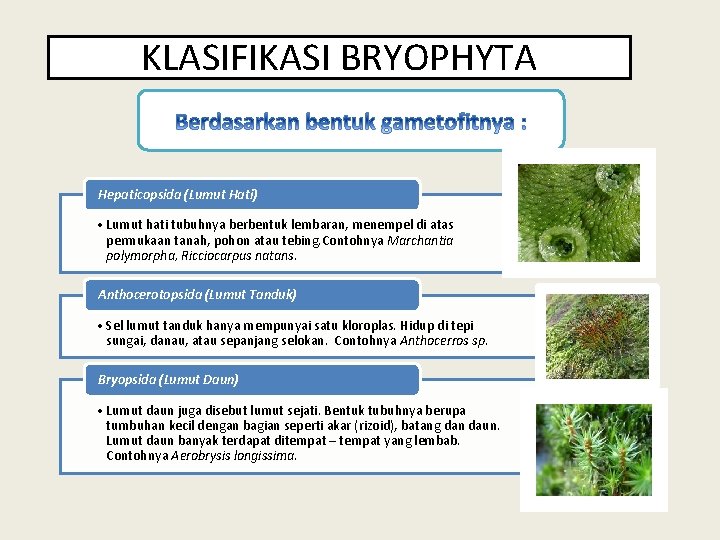 KLASIFIKASI BRYOPHYTA Hepaticopsida (Lumut Hati) • Lumut hati tubuhnya berbentuk lembaran, menempel di atas