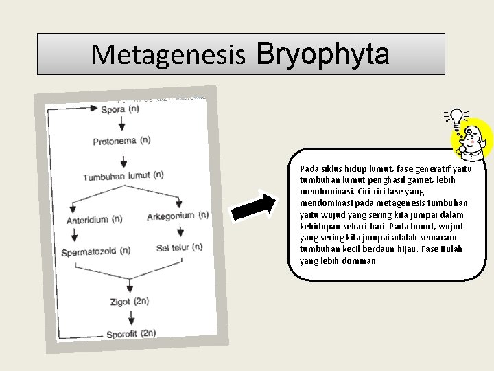 Metagenesis Bryophyta Pada siklus hidup lumut, fase generatif yaitu tumbuhan lumut penghasil gamet, lebih