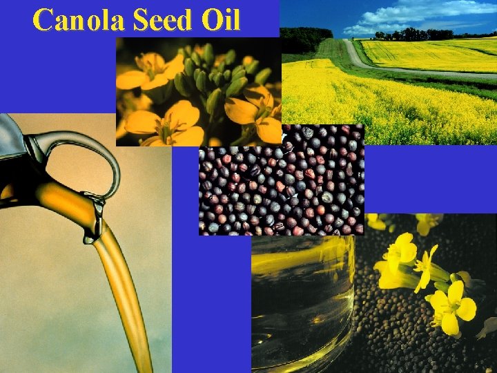 Canola Seed Oil 