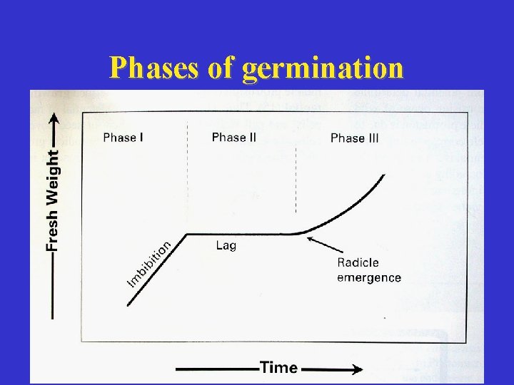 Phases of germination 