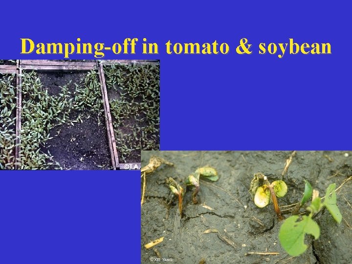 Damping-off in tomato & soybean 