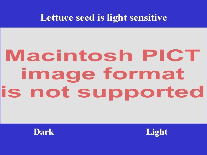 Lettuce seed is light sensitive Dark Light 