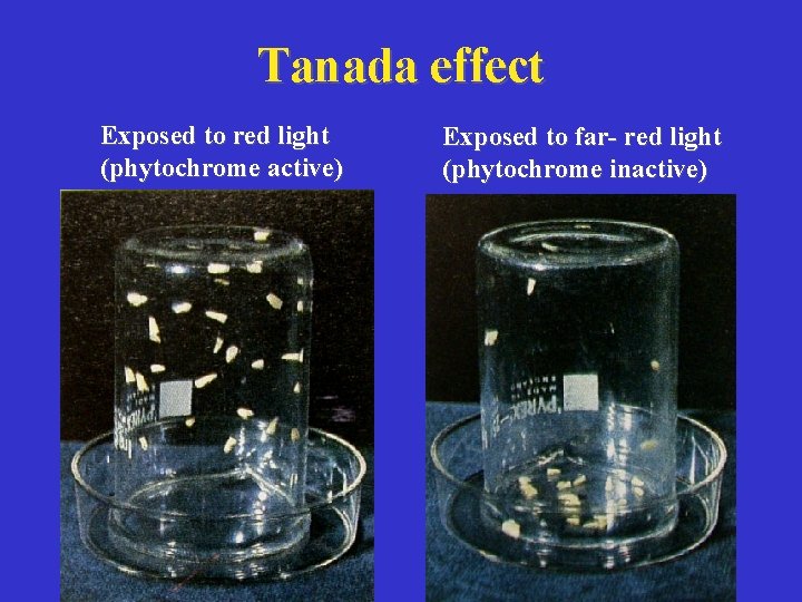 Tanada effect Exposed to red light (phytochrome active) Exposed to far- red light (phytochrome