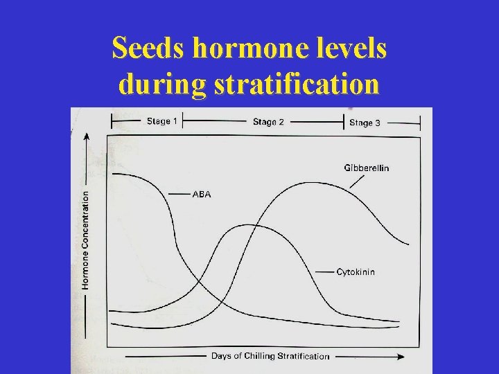 Seeds hormone levels during stratification 