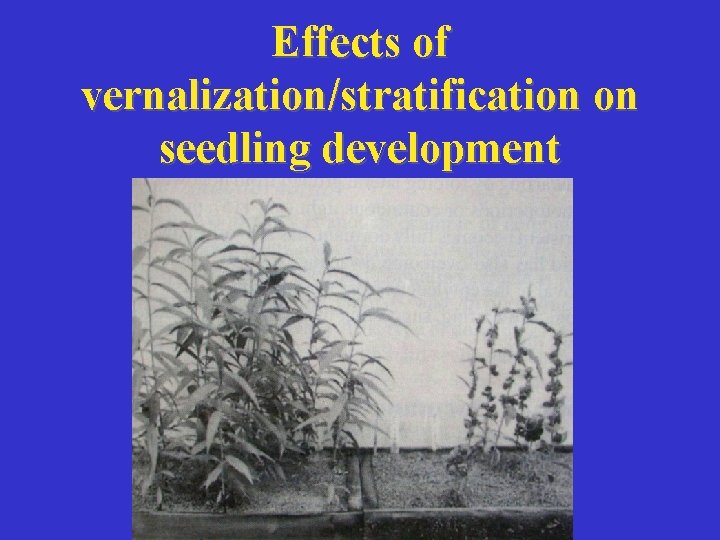 Effects of vernalization/stratification on seedling development 