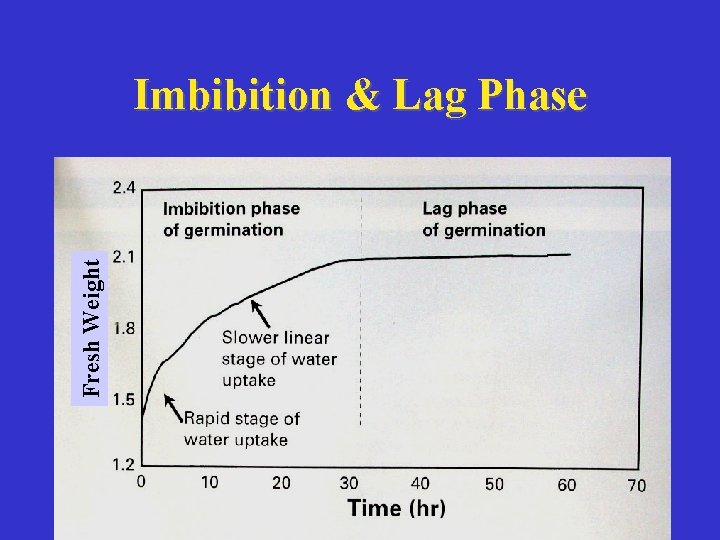 Fresh Weight Imbibition & Lag Phase 