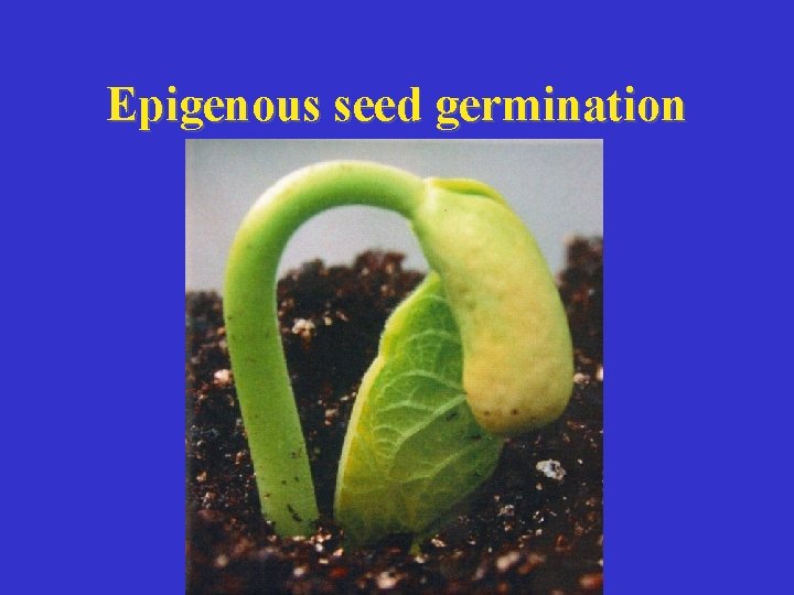 Epigenous seed germination 