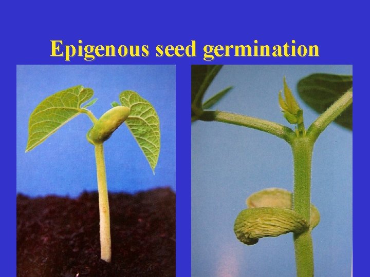 Epigenous seed germination 