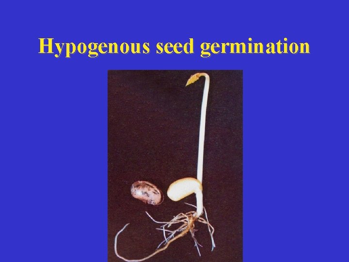 Hypogenous seed germination 