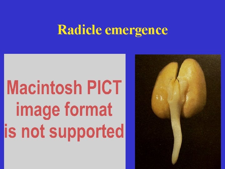 Radicle emergence 