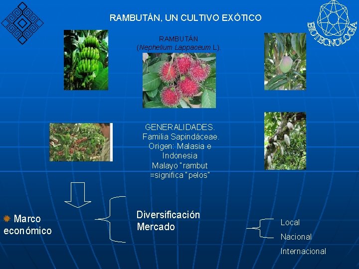 RAMBUTÁN, UN CULTIVO EXÓTICO RAMBUTÁN (Nephelium Lappaceum L). GENERALIDADES. Familia Sapindáceae. Origen: Malasia e