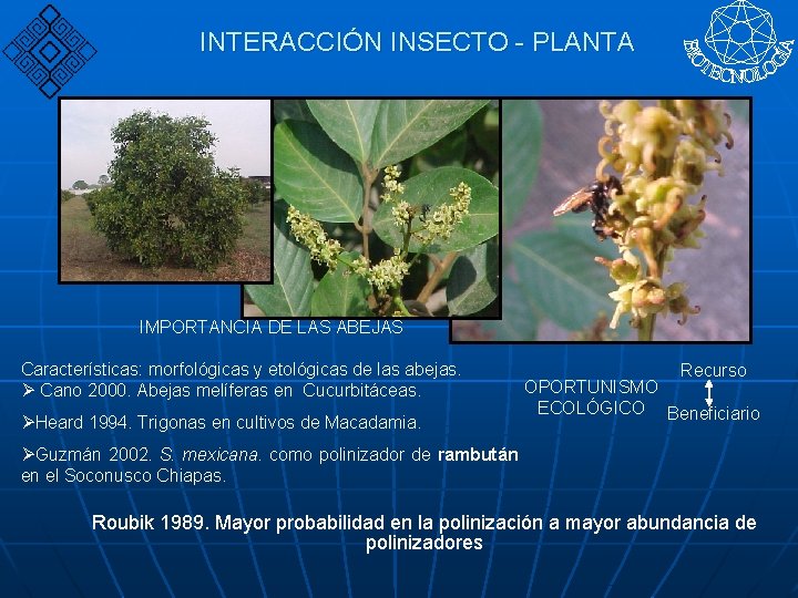 INTERACCIÓN INSECTO - PLANTA IMPORTANCIA DE LAS ABEJAS Características: morfológicas y etológicas de las