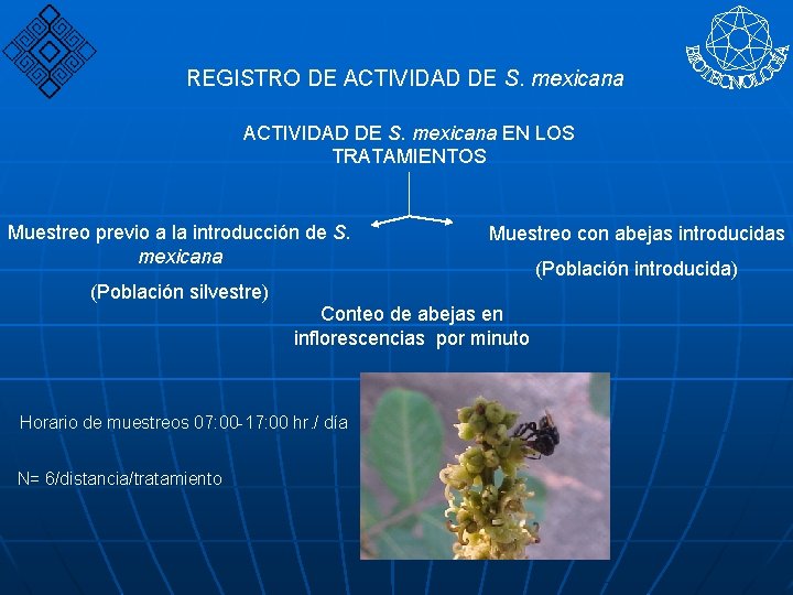 REGISTRO DE ACTIVIDAD DE S. mexicana EN LOS TRATAMIENTOS Muestreo previo a la introducción